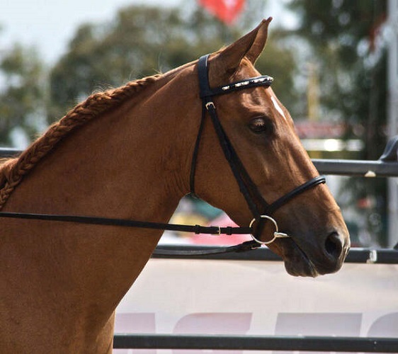 The Complete Guide to Horse Halters - the ashva