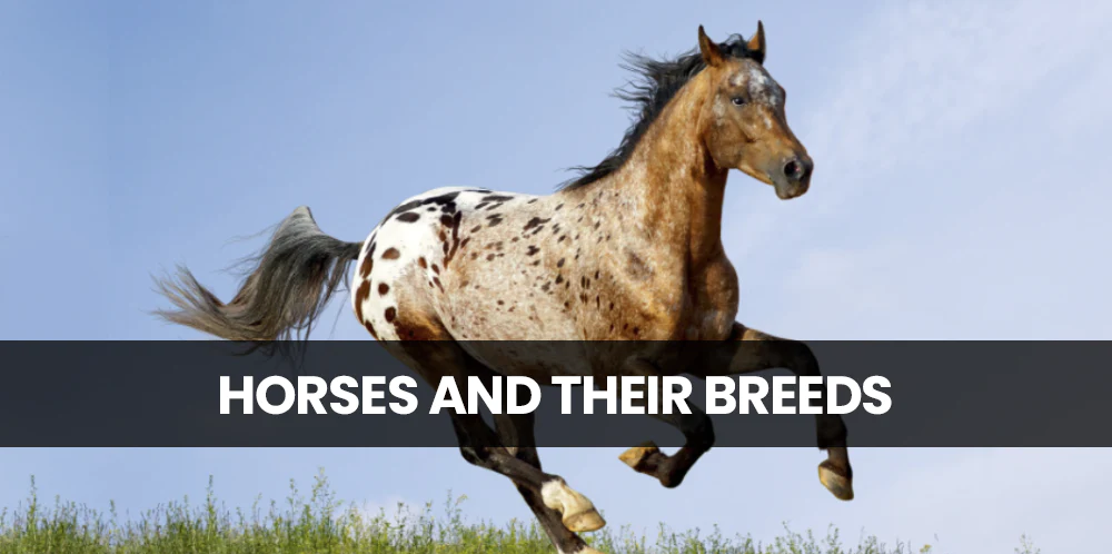 Horses and their Breeds