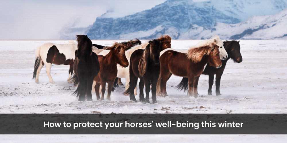 How to protect your horses well-being this winter